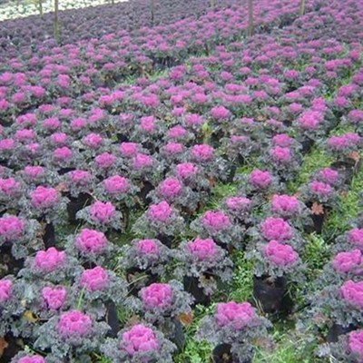 清新園花卉 專業(yè)花箱種植補種與優(yōu)質草花銷售服務