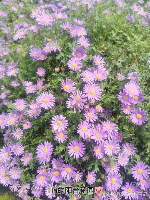 花卉與蔬菜并茂 一次現代農業(yè)基地的參觀啟示
