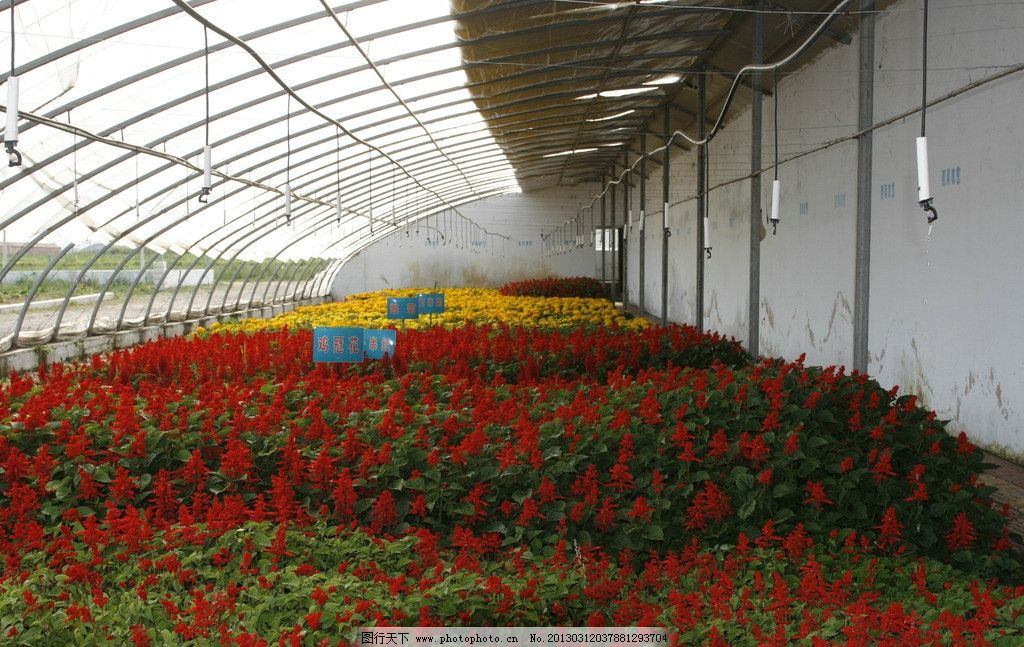 科技賦能 現代農業(yè)生產中的花卉與豆類種植新圖景
